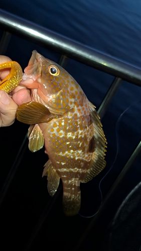 キジハタの釣果