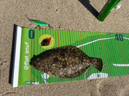 ヒラメの釣果