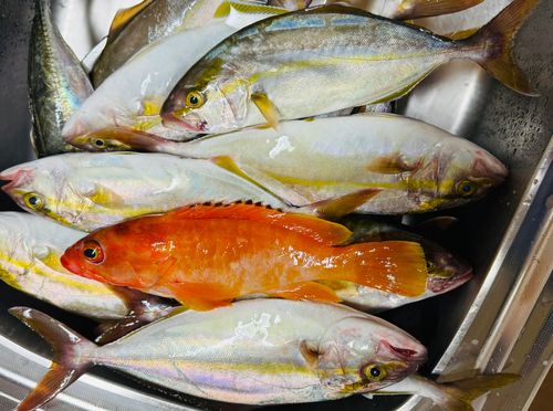 ネイリの釣果
