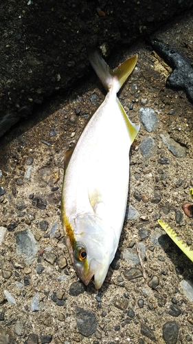 ショゴの釣果