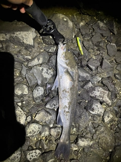 スズキの釣果