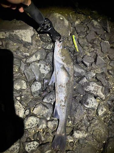 スズキの釣果