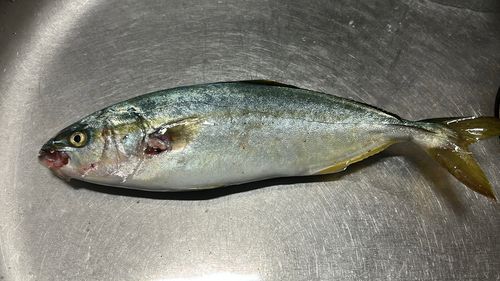 イナダの釣果