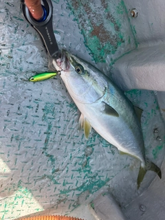 ワラサの釣果