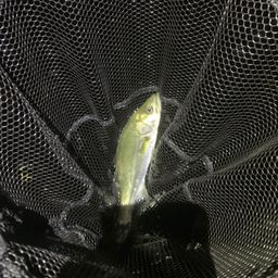 セイゴ（マルスズキ）