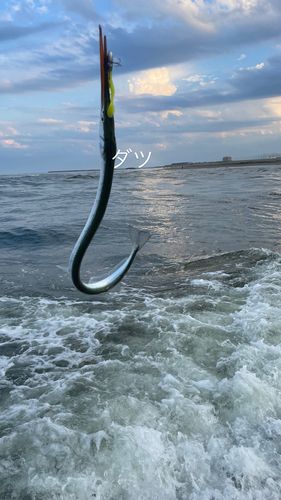 ダツの釣果