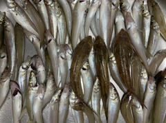 キスの釣果