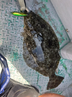 ヒラメの釣果