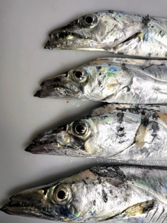 タチウオの釣果