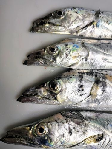 タチウオの釣果