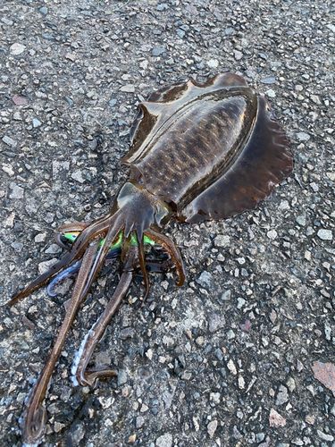 アオリイカの釣果