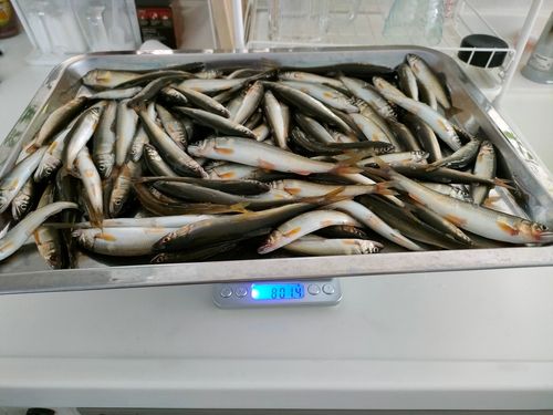 コアユの釣果