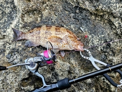 オオモンハタの釣果