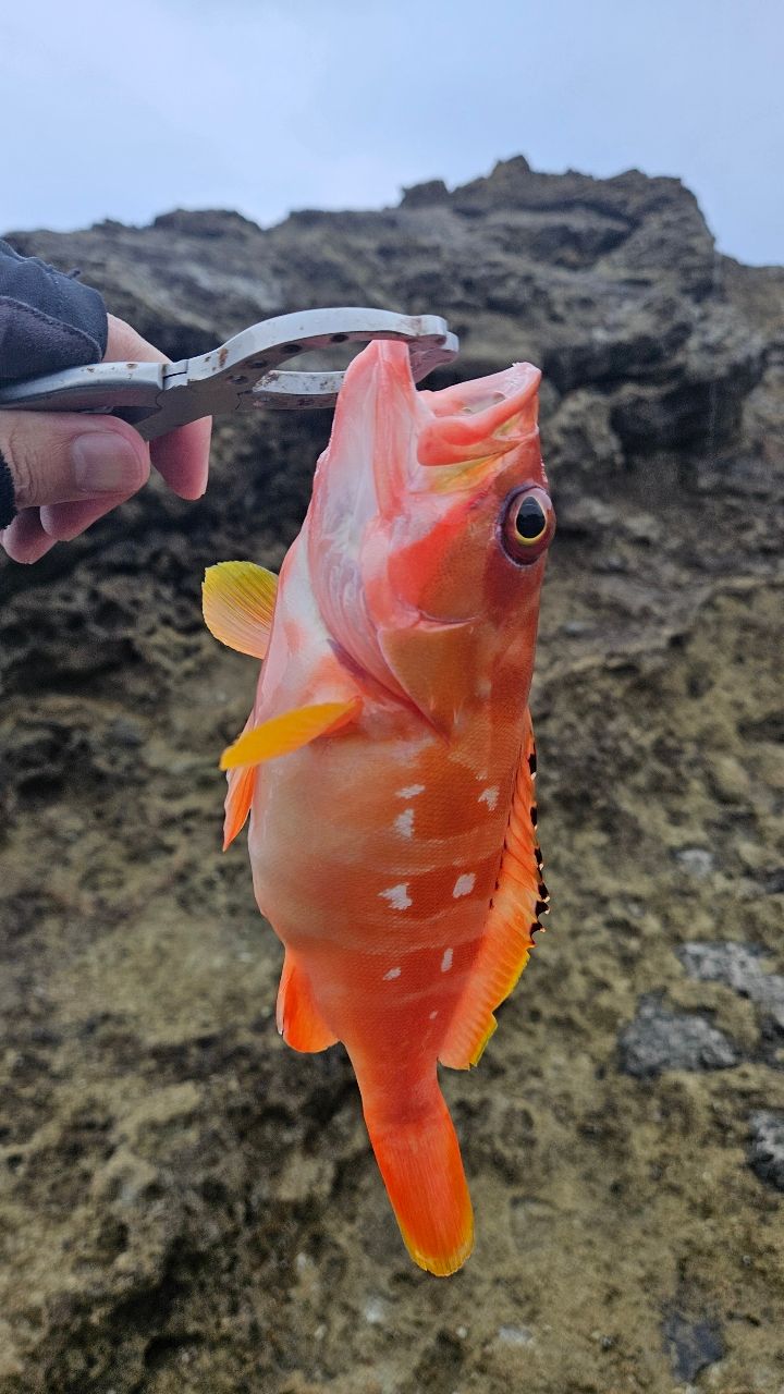 オオモンハタ