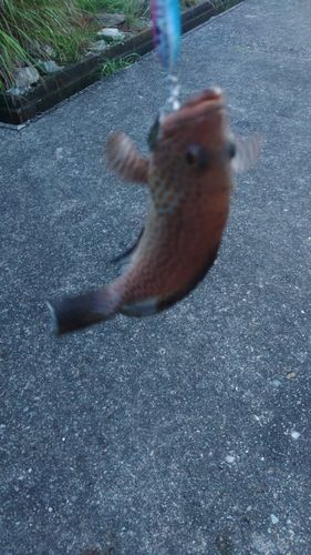オオモンハタの釣果