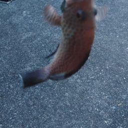 オオモンハタ