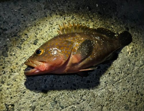 アコウの釣果