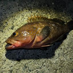 アコウ