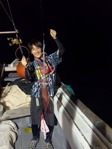 ヤリイカの釣果