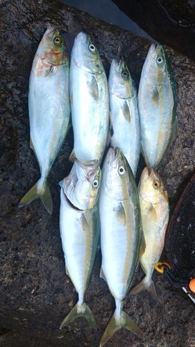シオの釣果