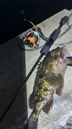 カサゴの釣果