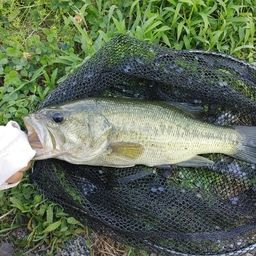 ブラックバス