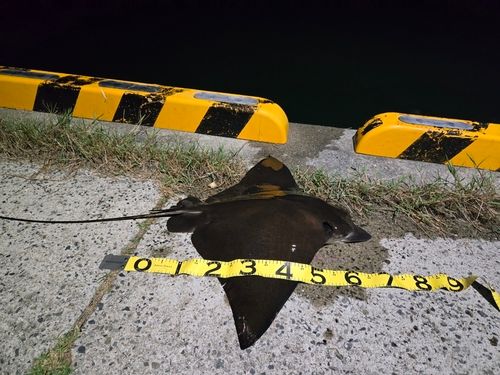 ナルトビエイの釣果