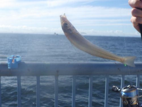 シロギスの釣果
