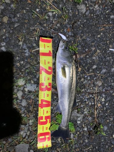 スズキの釣果