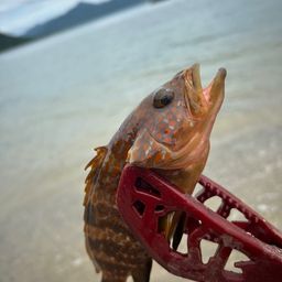 アコウ