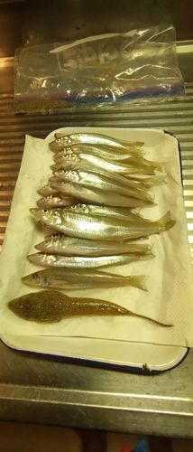 キスの釣果
