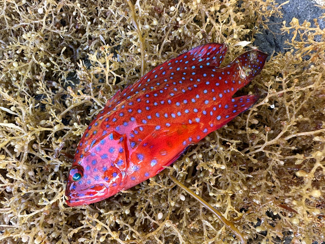 ユカタハタ