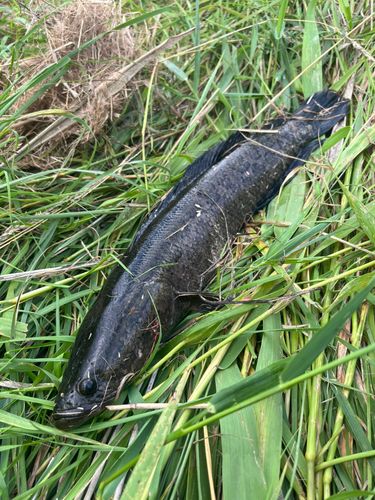 ライギョの釣果