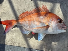 マダイの釣果
