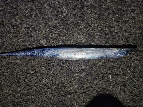 タチウオの釣果