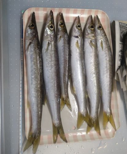 カマスの釣果