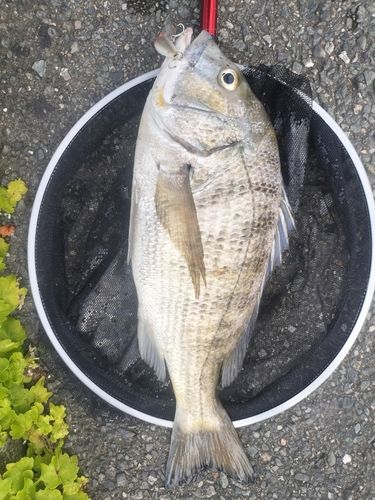 チヌ