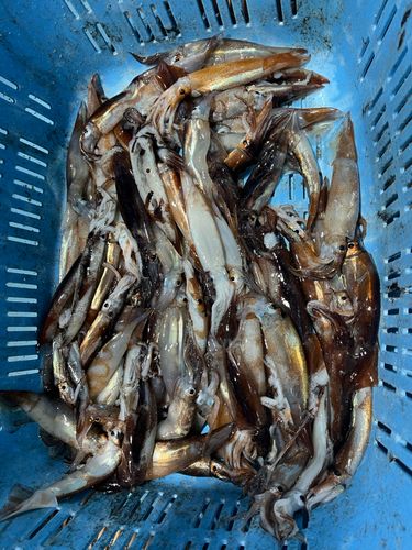 スルメイカの釣果