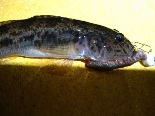 マハゼの釣果