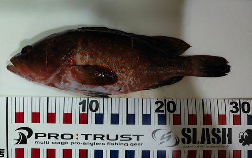 アコウの釣果