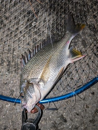 キビレの釣果