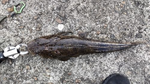 マゴチの釣果