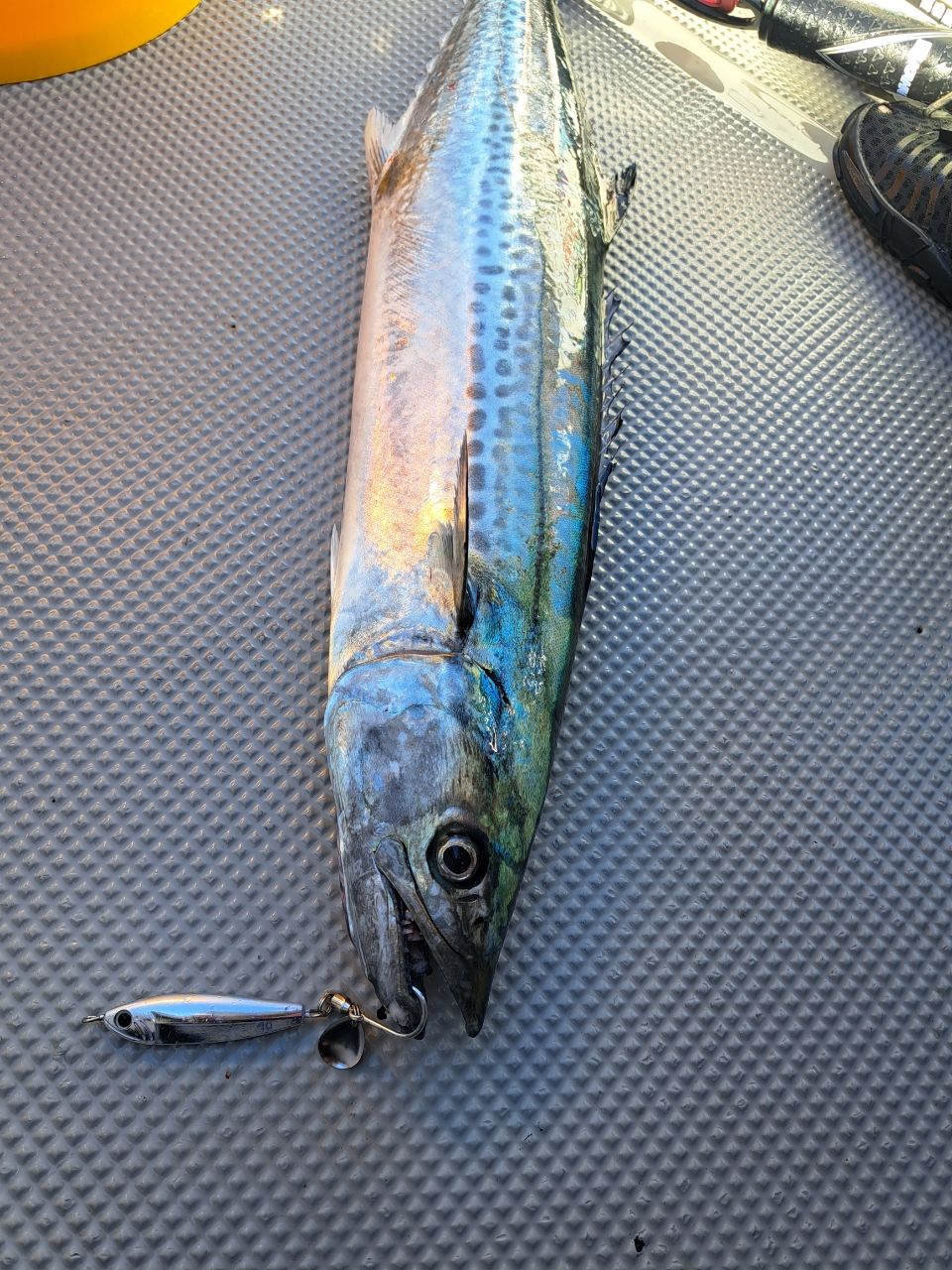 23ヴァンキッシュC5000XG スピニングリール　　　値下げ相談受け付けてます SHIMANO 23ヴァンキッシュ C5000XGの最安値・インプレ・釣果