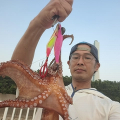 タコの釣果