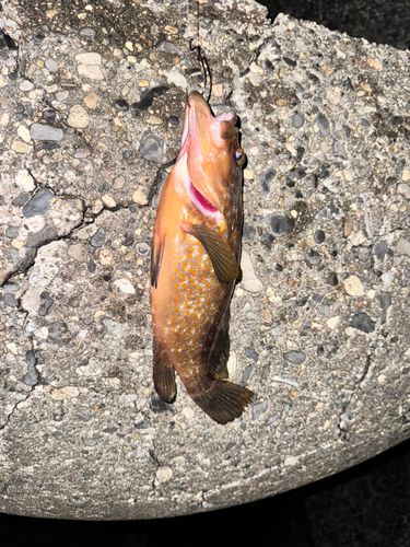 キジハタの釣果