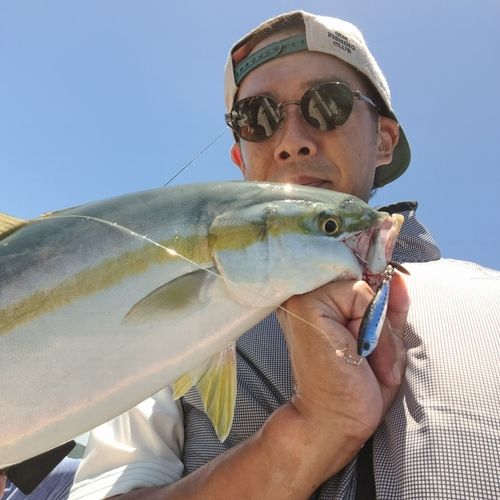 ハマチの釣果