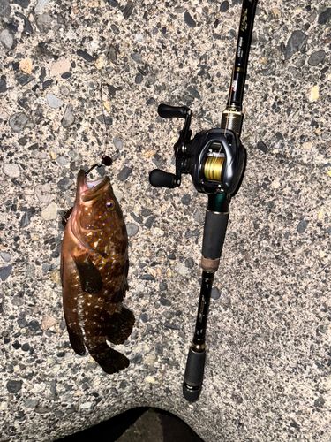 キジハタの釣果