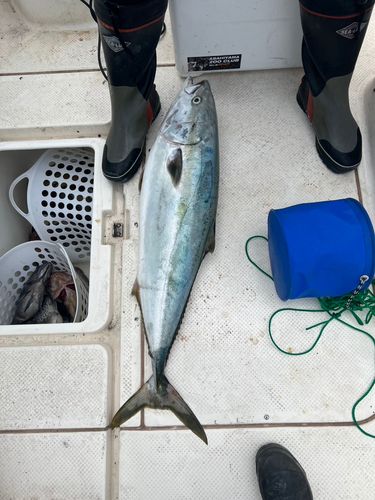 ブリの釣果