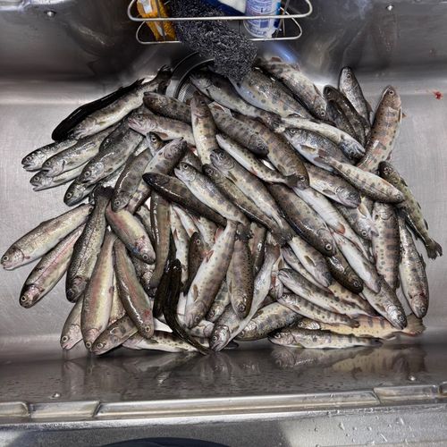 ヤマメの釣果