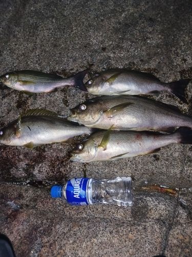イサキの釣果
